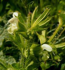 Salvia spinosa