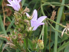 Campanula rapunculus