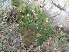 Armeria pubigera
