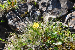 Taraxacum glabrum
