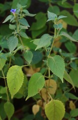 Strobilanthes pavala