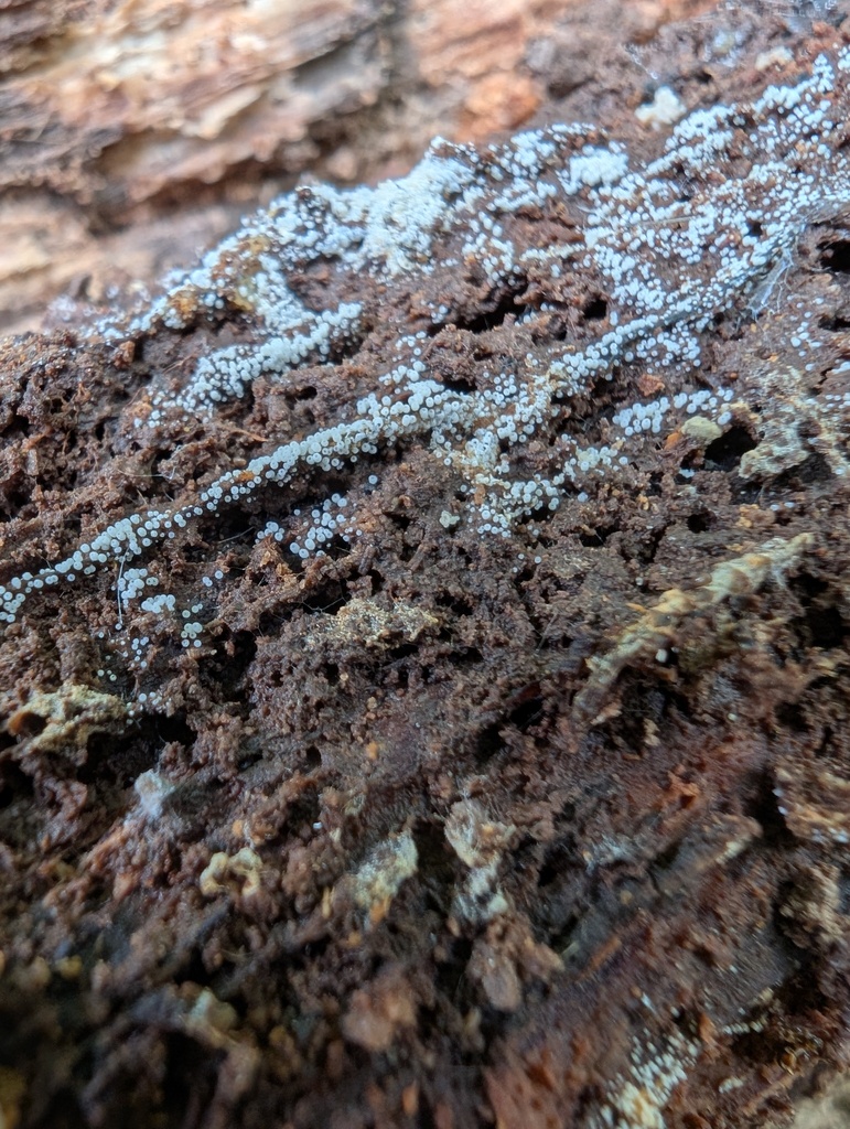 Henningsomyces candidus · May 2026 · photo: © atsushi_nakajima_cirque (iNaturalist, cc-by)