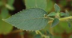 Strobilanthes pavala