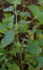 Strobilanthes pavala