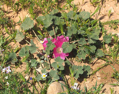 Alcea acaulis