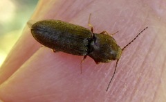 Cardiophorinae