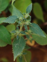 Strobilanthes pavala