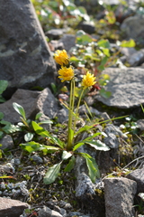 Taraxacum glabrum