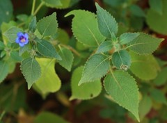 Strobilanthes pavala