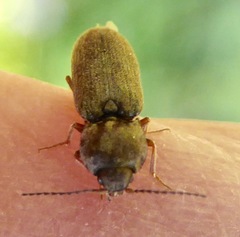 Cardiophorinae