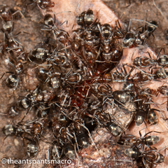 Iridomyrmex rufoniger