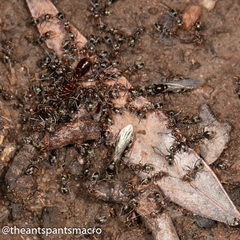 Iridomyrmex rufoniger