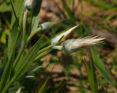Catananche lutea