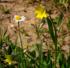 Catananche lutea