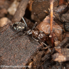 Iridomyrmex rufoniger