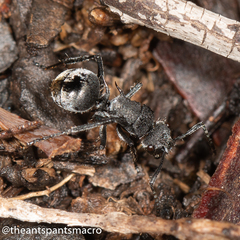 Polyrhachis vermiculosa