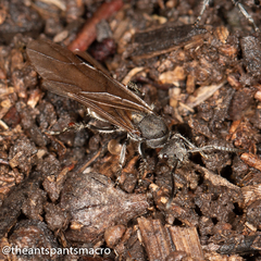 Polyrhachis vermiculosa