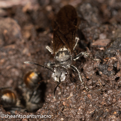 Polyrhachis vermiculosa