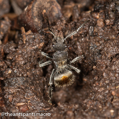 Polyrhachis vermiculosa