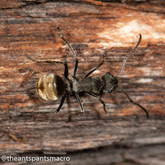 Polyrhachis aurea