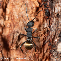 Polyrhachis euterpe