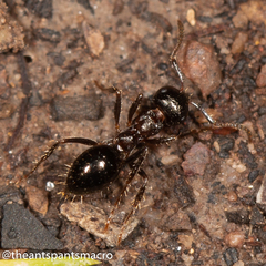 Notoncus ectatommoides