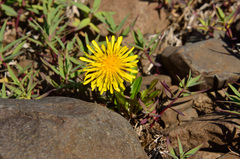 Taraxacum glabrum