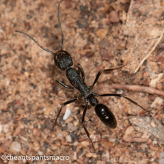 Leptogenys sjostedti