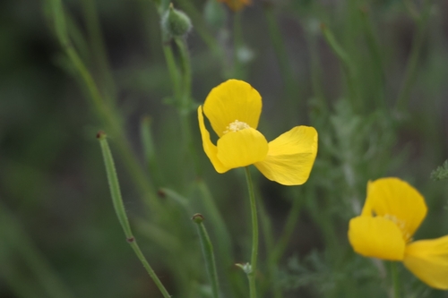 Dicranostigma leptopodum