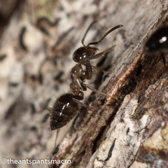 Technomyrmex sophiae