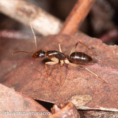 Camponotus elegans