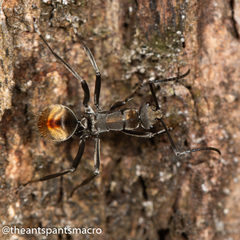 Polyrhachis brisbanensis