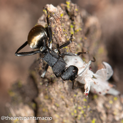 Polyrhachis euterpe