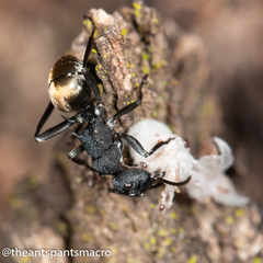 Polyrhachis euterpe