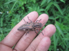 Chalcophora japonica