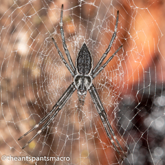 Argiope ocyaloides