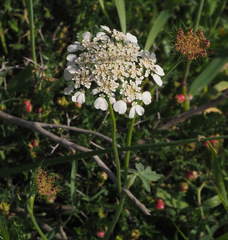 Tordylium trachycarpum