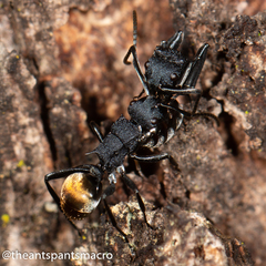 Polyrhachis euterpe