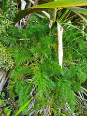 Aciphylla dissecta