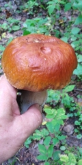 Boletus betulicola