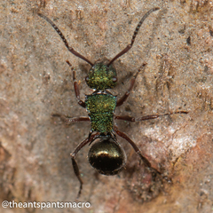Polyrhachis hookeri