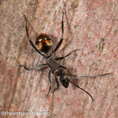 Polyrhachis brisbanensis