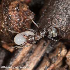 Iridomyrmex rufoniger