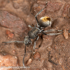 Polyrhachis vermiculosa