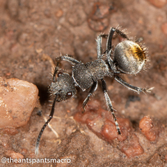 Polyrhachis vermiculosa