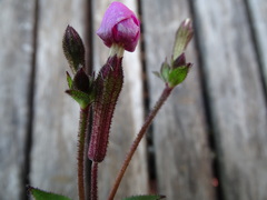 Silene pseudoatocion