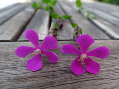 Silene pseudoatocion