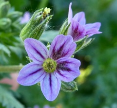 Erodium brachycarpum