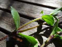 Silene pseudoatocion