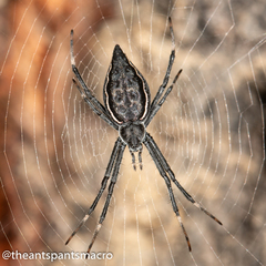 Argiope ocyaloides